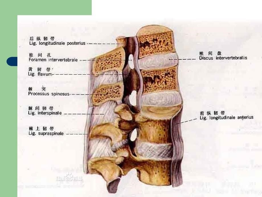 腰椎间盘突出症的诊断意识与非手术治疗知识讲解_第5页