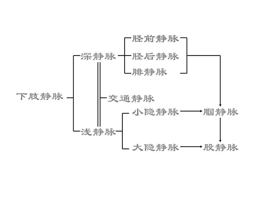 《周围血管疾病的护》PPT课件_第5页