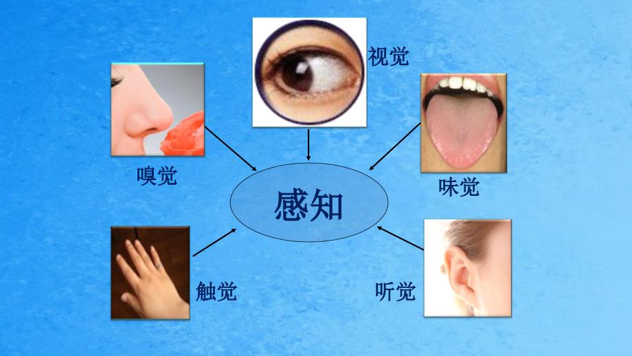 济南版七年级下册第三单元第五章第四节人体对周围世界的感知公开课教学共32张ppt课件_第2页