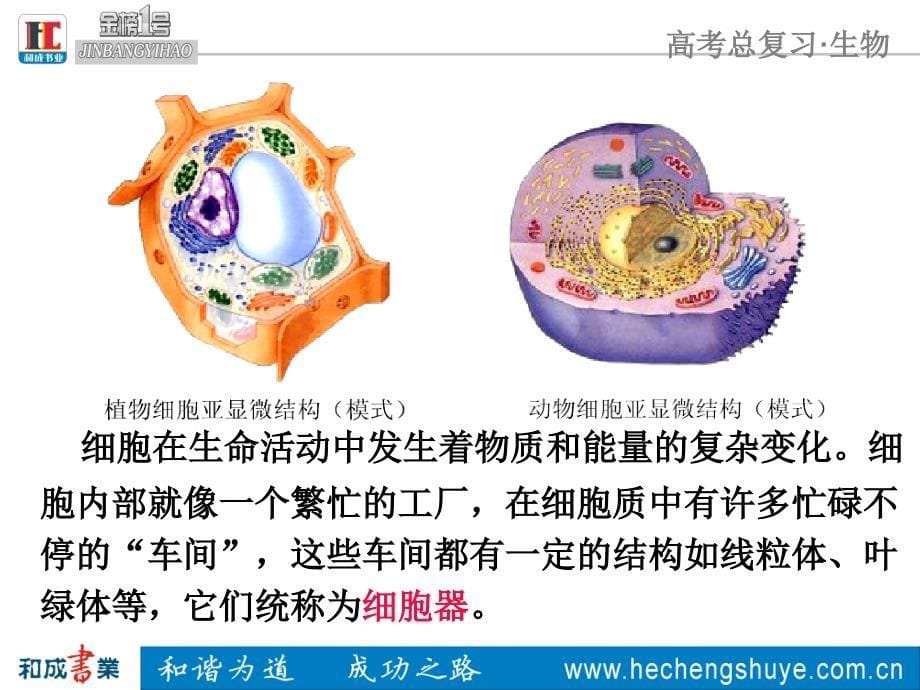 必修1.考点9.细胞器---系统内的分工协作合作_第5页