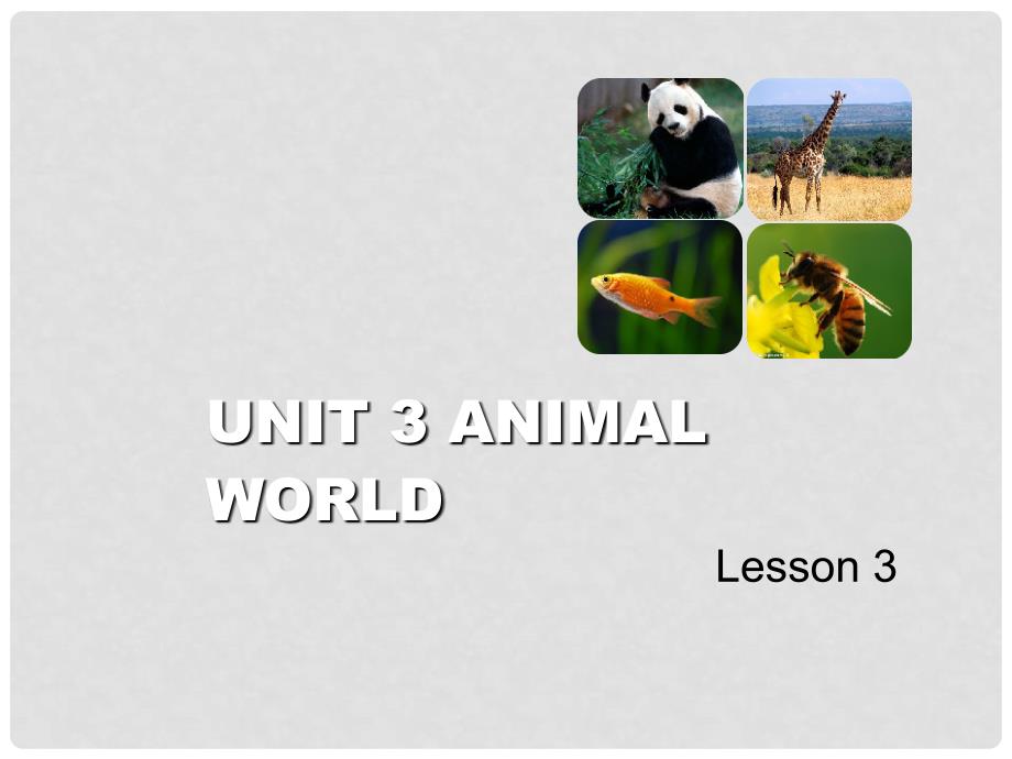 六年级英语上册 Unit 3 Animal World（Lesson 3）课件 人教新起点_第1页