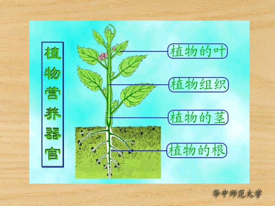 根的形态、生理功能和经济利用_第3页