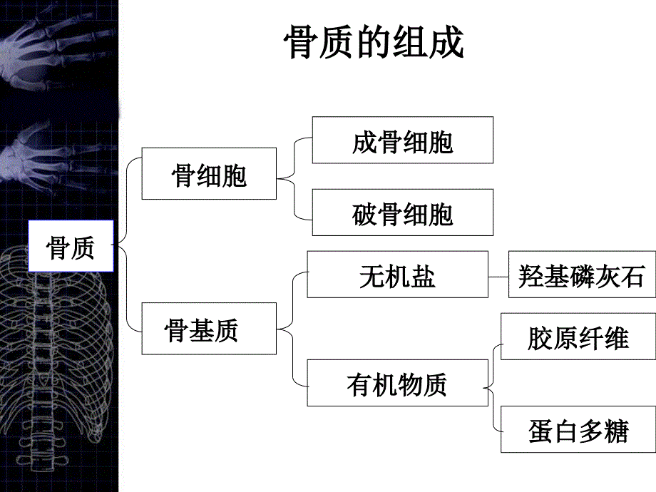 核医学：第十二章 骨 骼 显 像_第2页