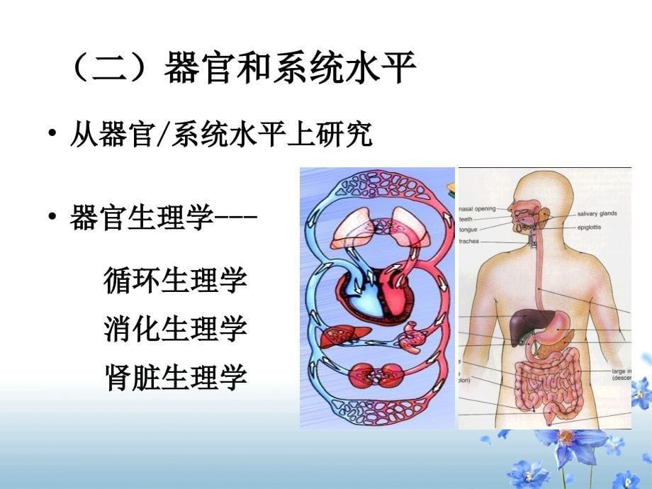 人体解剖生理学-绪论课件_第5页