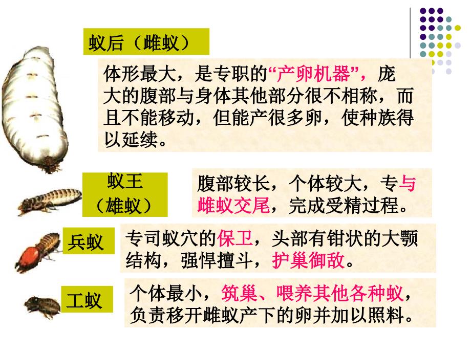 人教版生物八年级下册教学课件第五单元第二章第三节社会行为_第5页