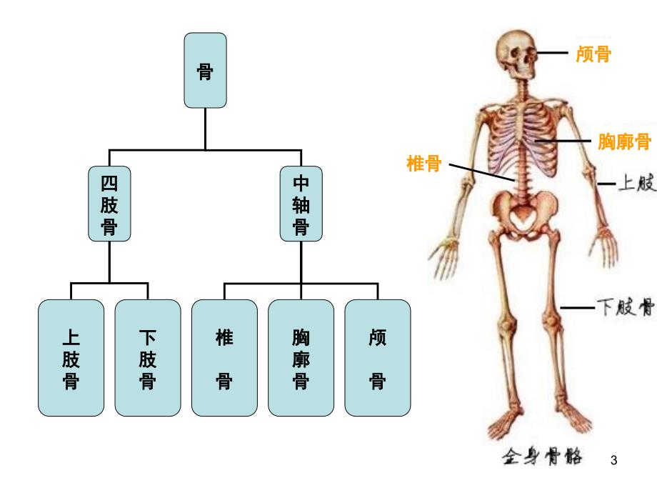 系统解剖学骨概述PPT课件_第3页