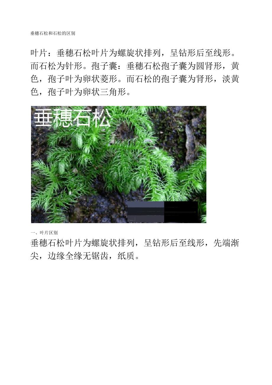 垂穗石松和石松的区别_第1页