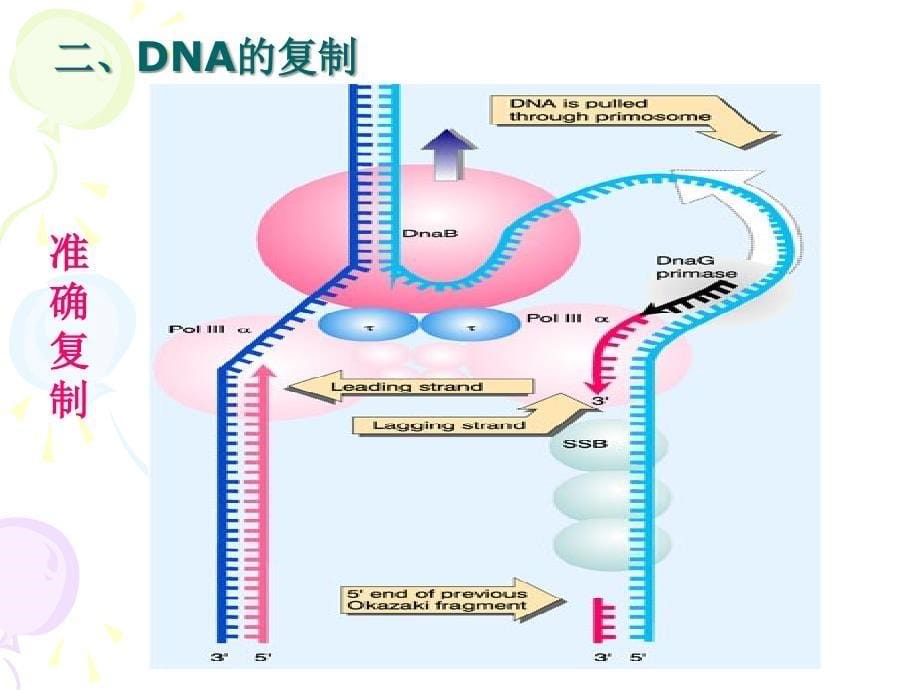 分子生物学基础_第5页