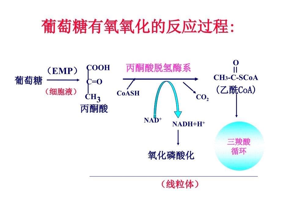 三羧酸循环体系_第5页