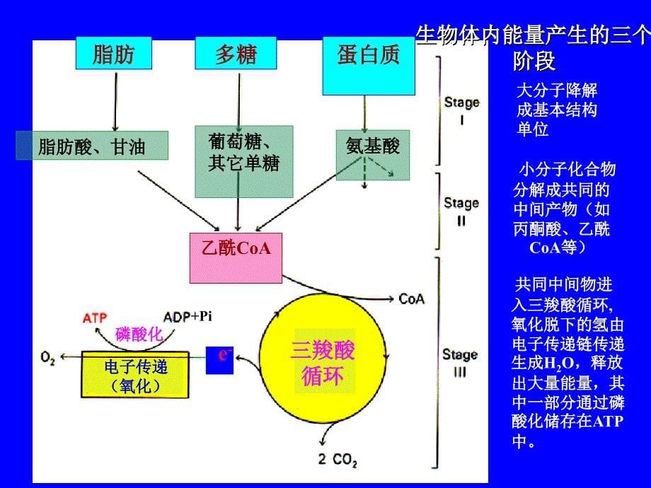 第9章生物氧化_第5页