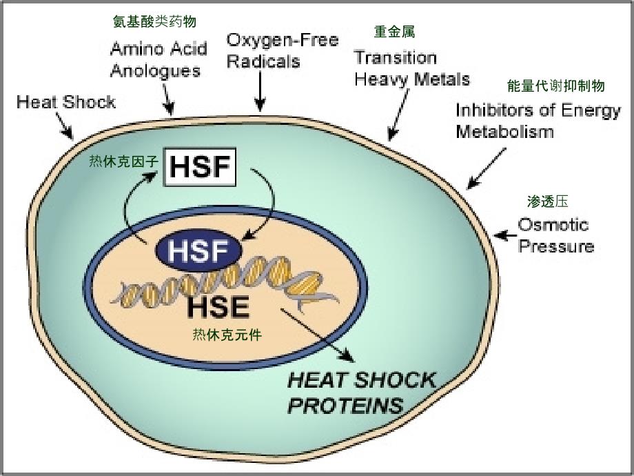 小热休克蛋白家族_第4页