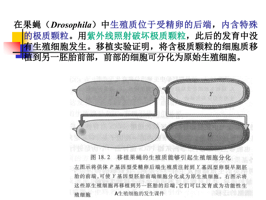 A生殖细胞的发生课件_第4页