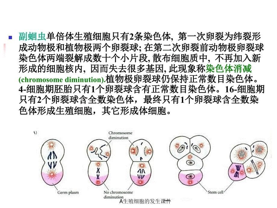 A生殖细胞的发生课件_第5页