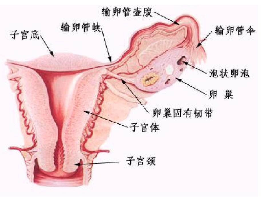 4.预科异常妊娠_第3页