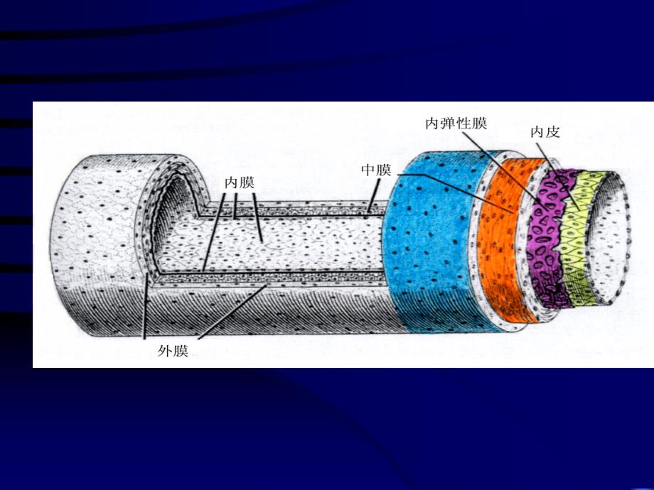 组织胚胎学循环PPT课件_第4页