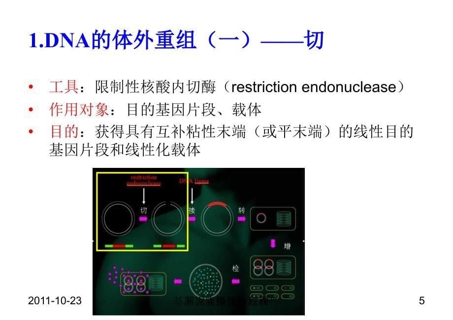 基因克隆操作过程课件_第5页