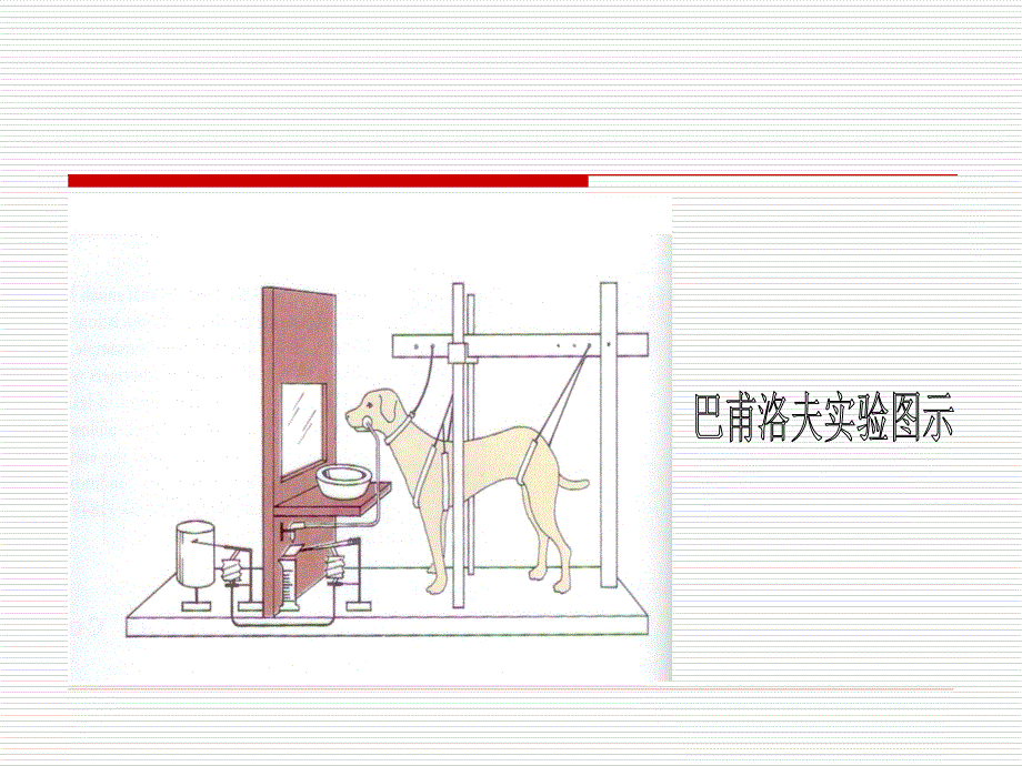 条件反射理论与学习的关系.ppt_第4页