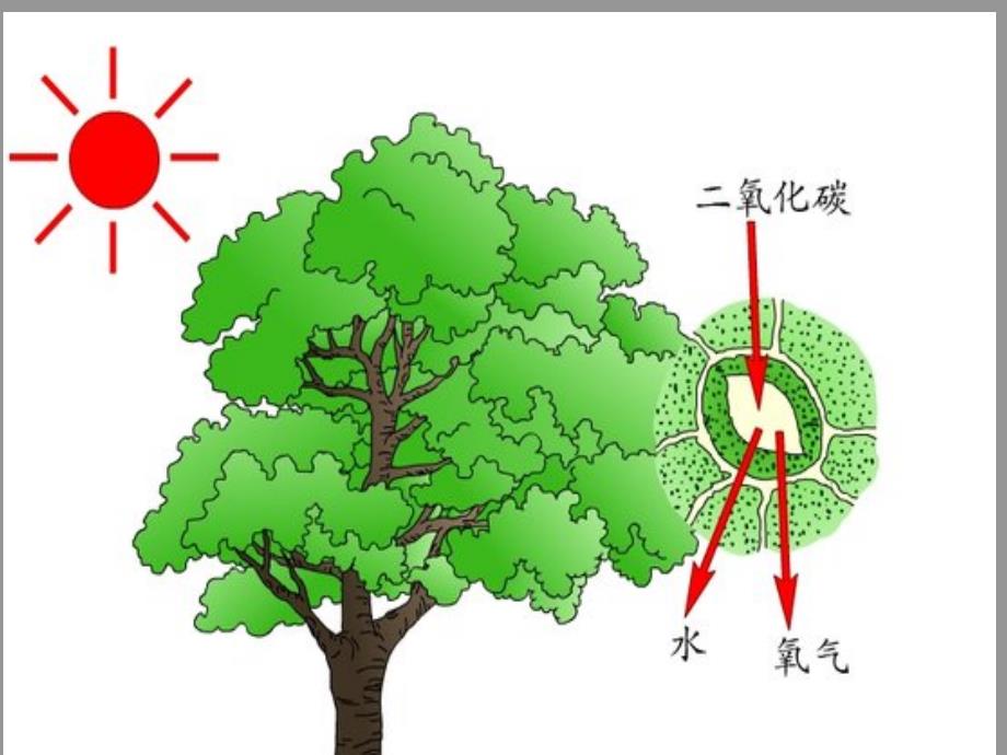 53二氧化碳的性质和制法1_第3页