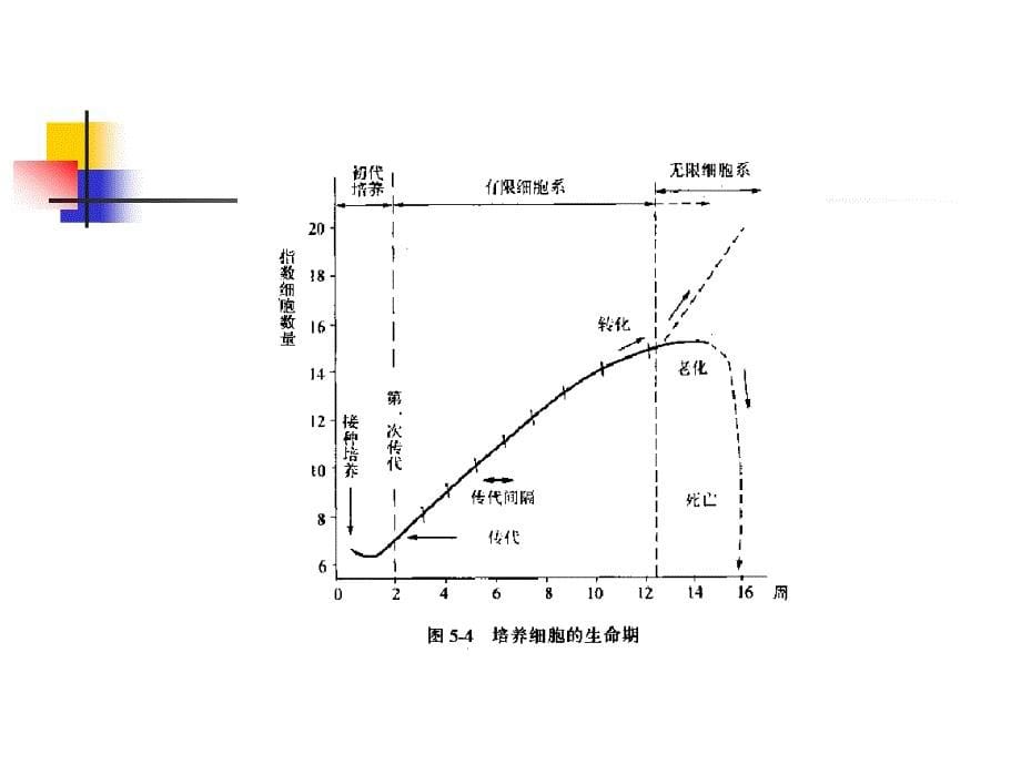 细胞培养基本技术_第5页