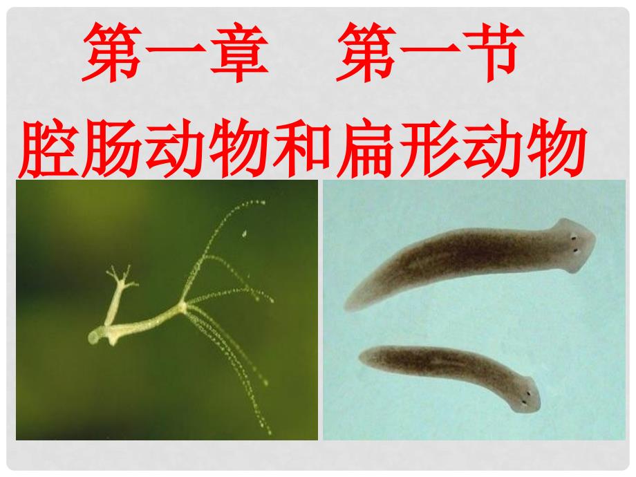 吉林省通化市八年级生物上册 5.1.1腔肠动物和扁形动物课件 （新版）新人教版_第1页