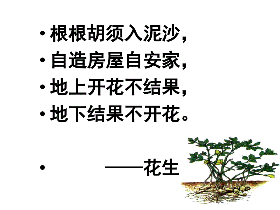 课件《落花生》_第1页