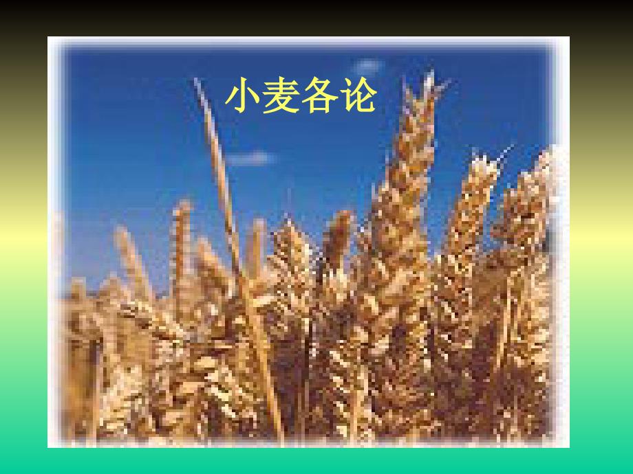 作物栽培学课件10小麦各论_第1页