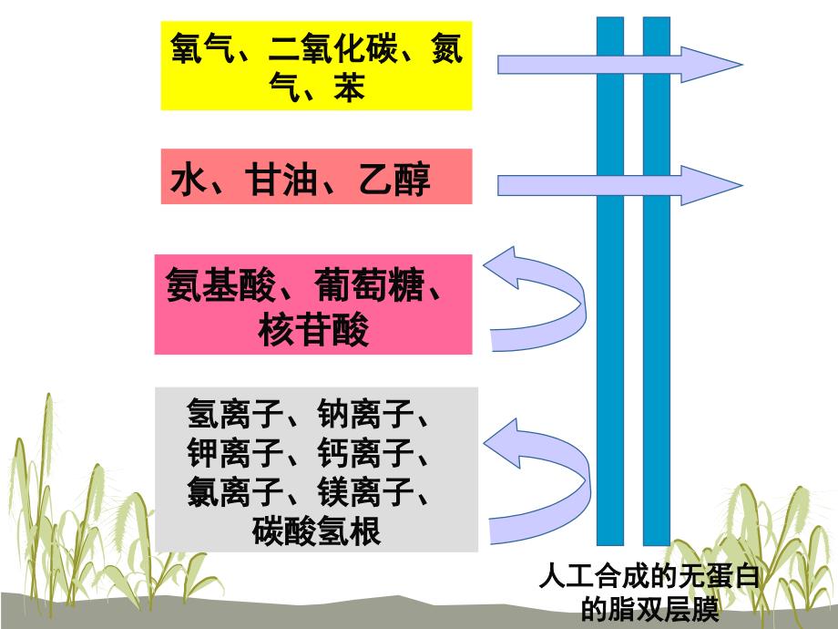 物质跨膜运输的方式(上课)ppt_第3页