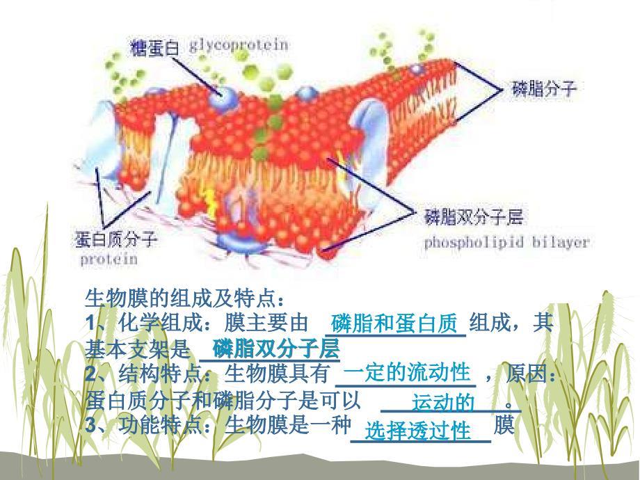 物质跨膜运输的方式(上课)ppt