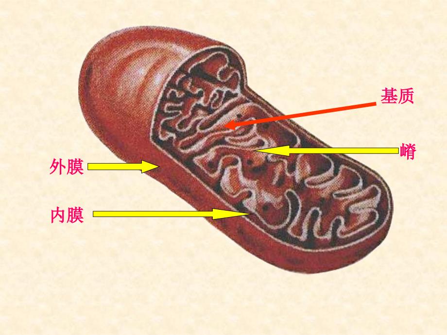 人教版教学课件细胞器——细胞内的分工合作(第一课时) 课件1_第4页