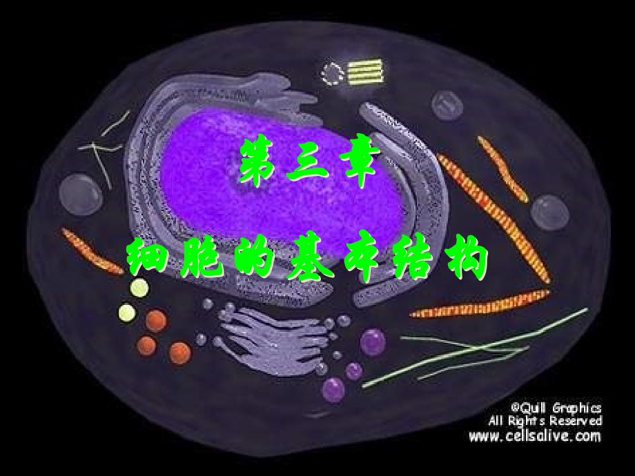 高中生物 第1节细胞膜—系统的边界课件3 新人教版必修1_第1页