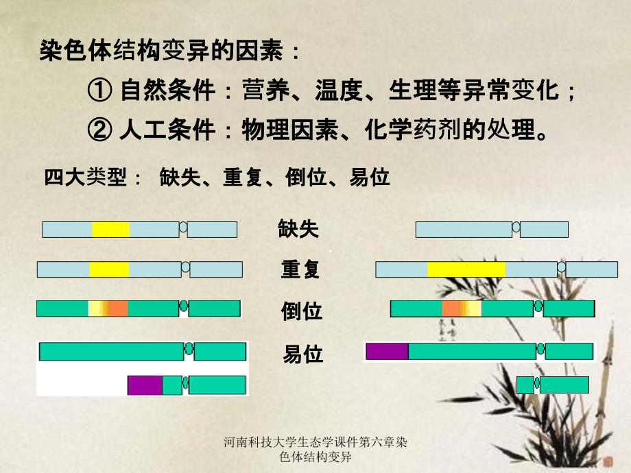 河南科技大学生态学课件第六章染色体结构变异_第4页