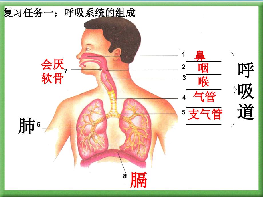 第三章人体的呼吸总复习课件_第2页