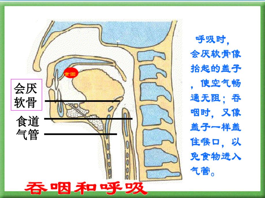 第三章人体的呼吸总复习课件_第3页