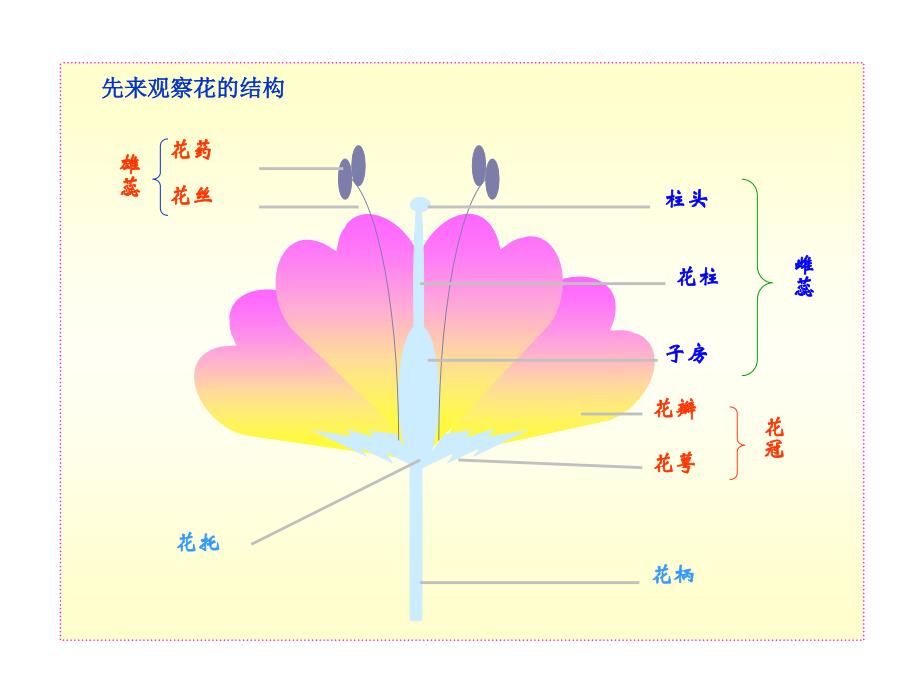 第一章生物的生殖和育第一节植物的生殖_第3页