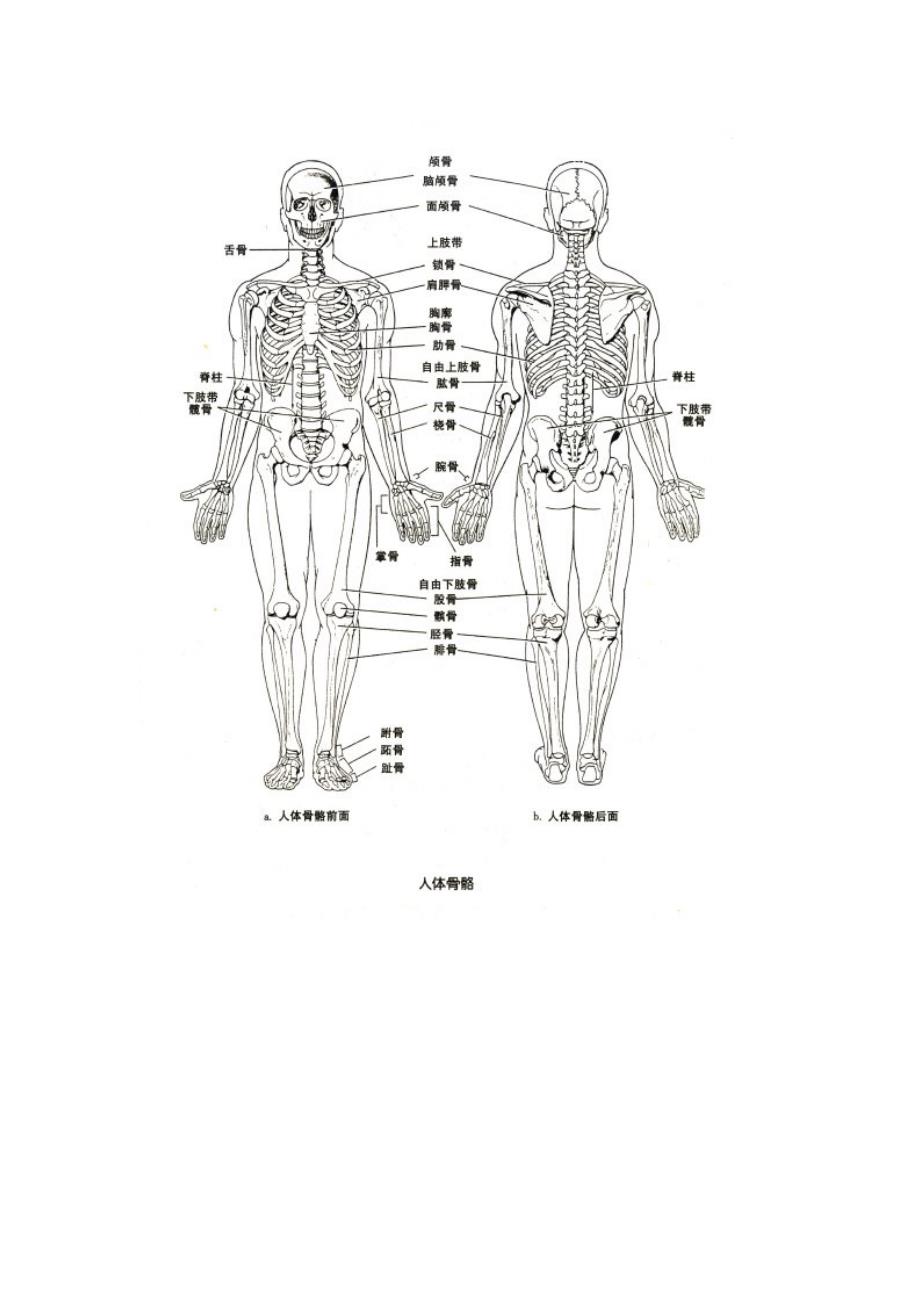 人体全身骨的按部位分类及名称_第3页