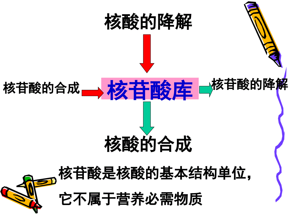 《核酸代谢》PPT课件.ppt_第2页