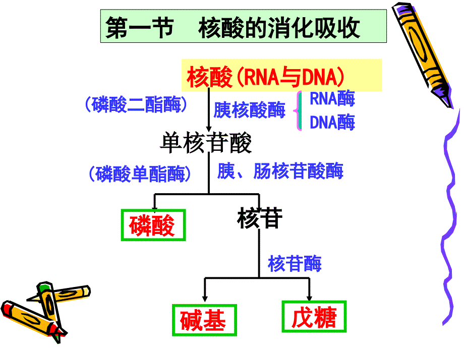 《核酸代谢》PPT课件.ppt_第3页