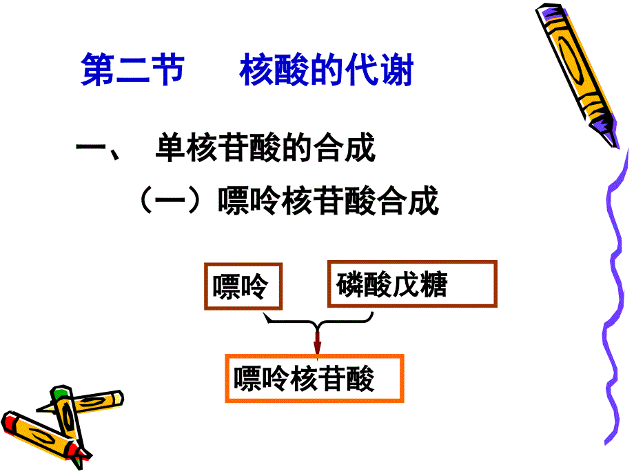 《核酸代谢》PPT课件.ppt_第4页