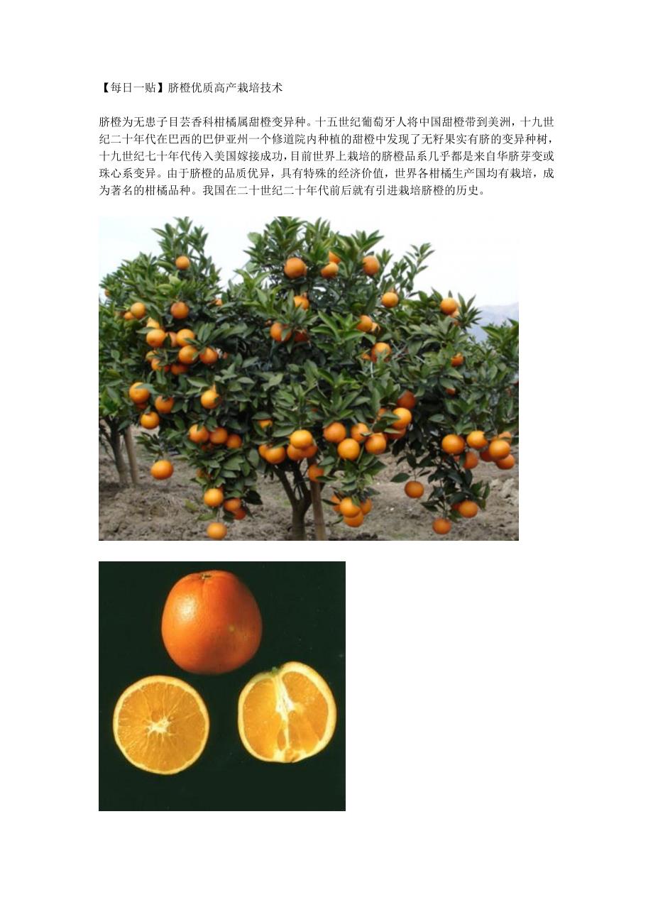 脐橙优质高产栽培技术.doc_第1页