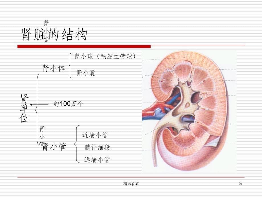 肾脏疾病pptPPT课件_第5页