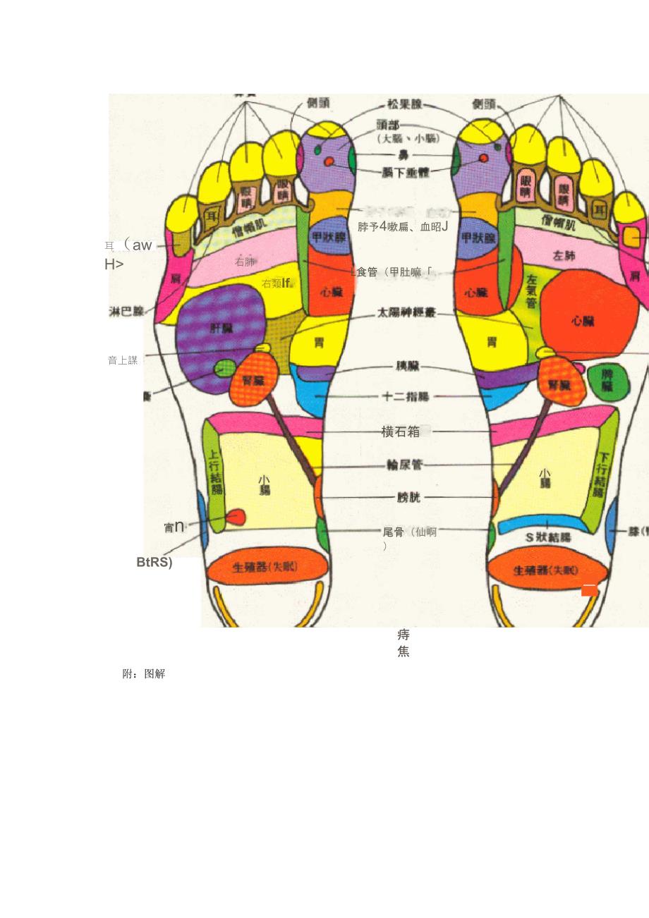 足部反射区图实用足部反射区和穴位图解_第2页