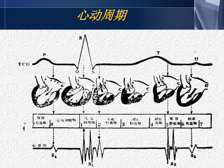 心脏听诊PPT精品文档_第4页