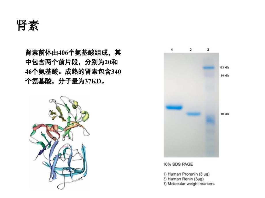 肾素检测的最新发展情况ppt课件_第3页