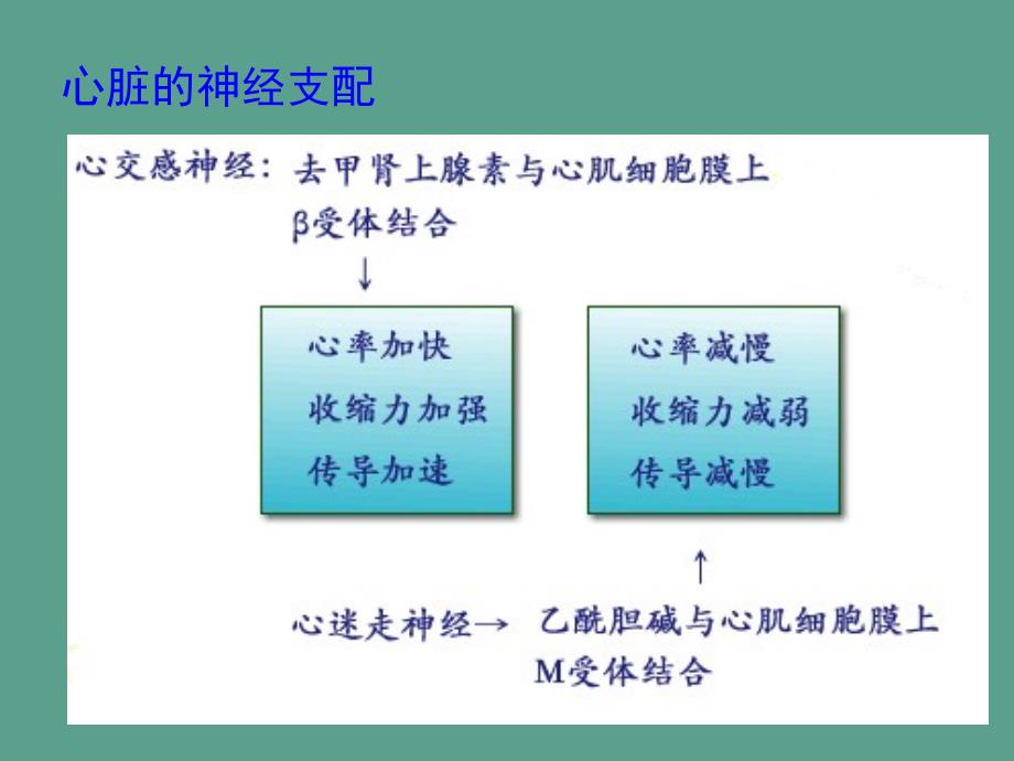 动物生理学心血管活动调节ppt课件_第2页