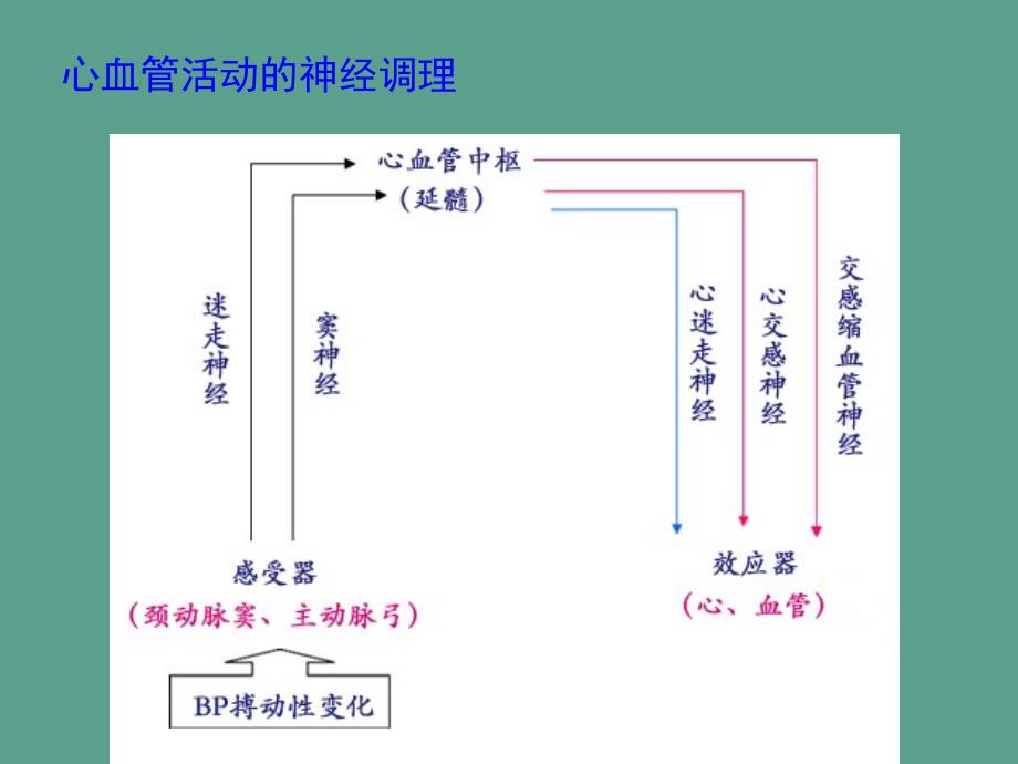 动物生理学心血管活动调节ppt课件_第4页