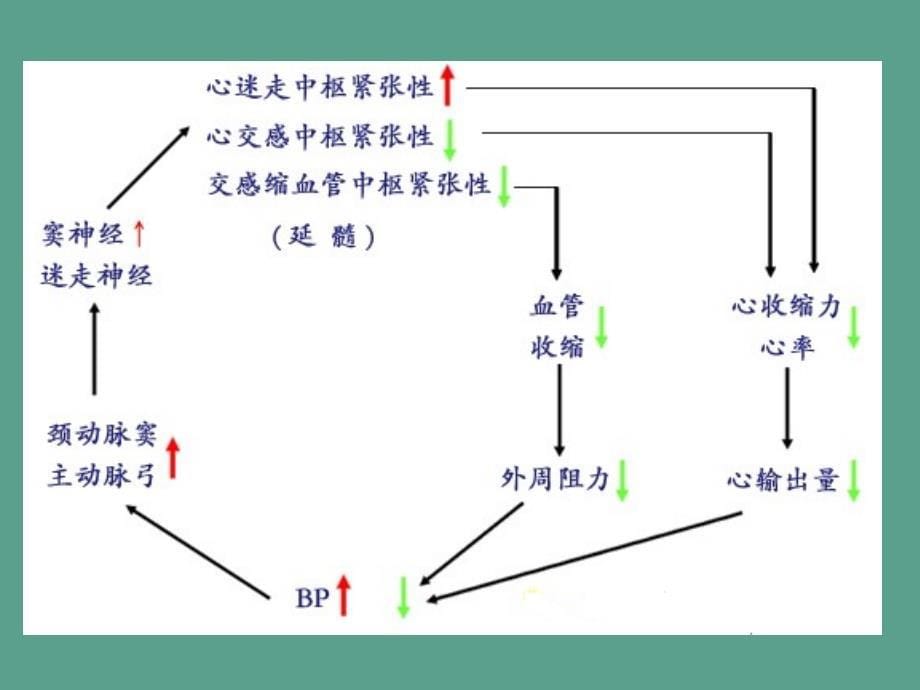 动物生理学心血管活动调节ppt课件_第5页