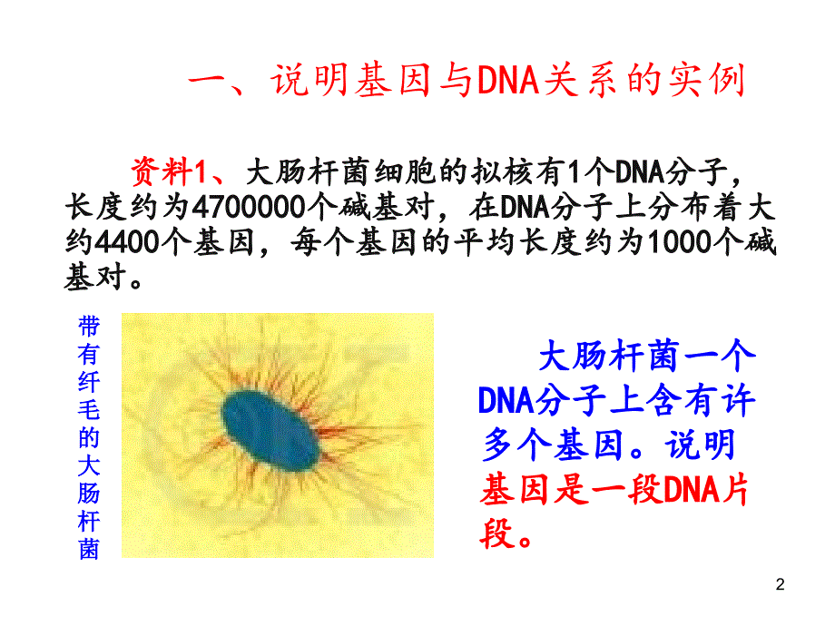 基因是有遗传效应的DNA片段ppt课件_第2页