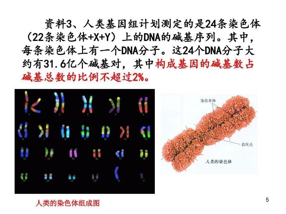 基因是有遗传效应的DNA片段ppt课件_第5页