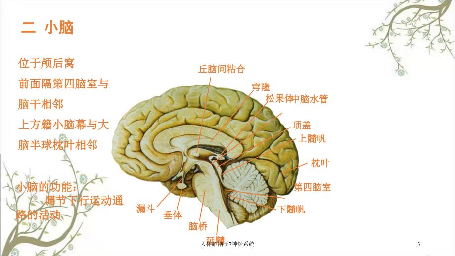 人体解剖学7神经系统_第3页