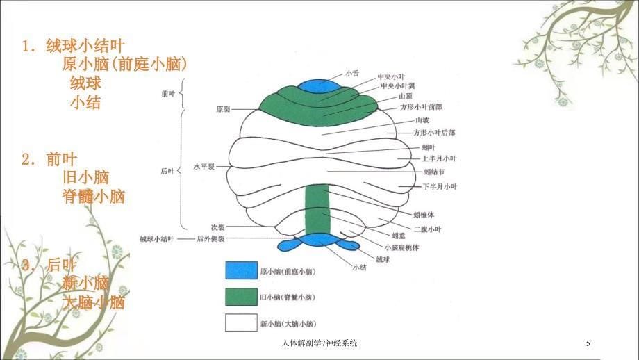 人体解剖学7神经系统_第5页